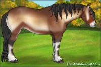 Horse Color:Bay Onyx 