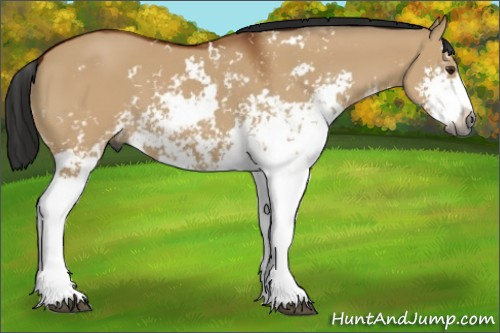Horse Color:Gray Bay Dun Sabino 