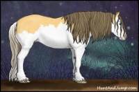 Horse Color:Buckskin Sabino Splash Appaloosa 