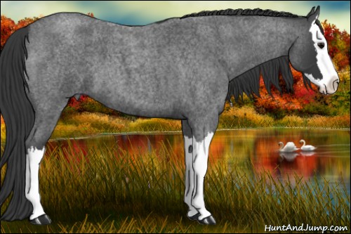 Horse Color:Blue Roan Splash 