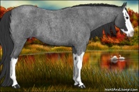 Horse Color:Blue Roan Splash 