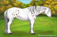 Horse Color:Bay Splash Tobiano Leopard  and Bay Splash Tobiano Leopard 