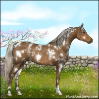 Horse Color:White Spotted Chocolate Palomino Rabicano 