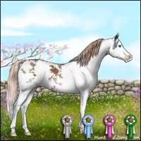 Horse Color:Liver Chestnut Sabino Splash