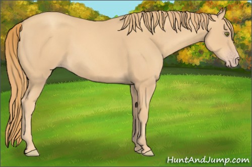 Horse Color:Gold Champagne Rabicano