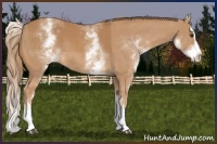 Horse Color:White Spotted Chestnut Splash Rabicano 