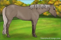 Horse Color:Silver Grullo 