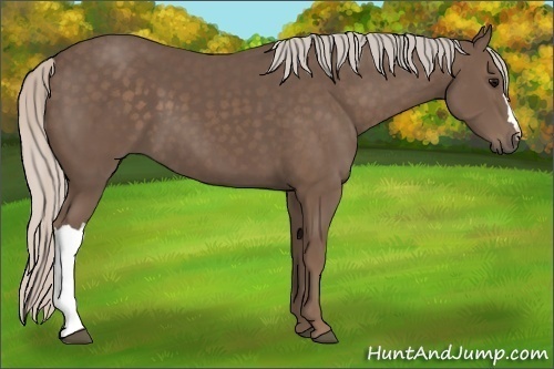 Horse Color:Silver Black