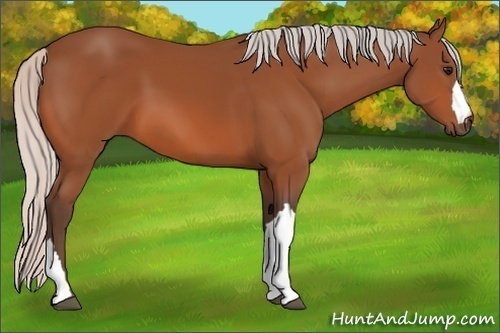 Horse Color:Silver Bay 