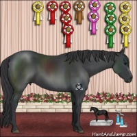 Horse Color:Black 