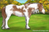 Horse Color:White Spotted Chestnut Splash Tobiano Frame Appaloosa