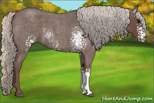 Horse Color:White Spotted Silver Blue Roan 