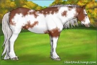 Horse Color:White Spotted Silver Bay Splash Frame Rabicano