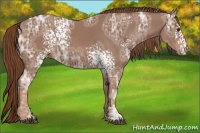 Horse Color:White Spotted Chestnut Ice 