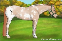 Horse Color:White Spotted Buckskin Roan Pearl 