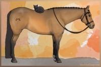 Horse Color:Buckskin 