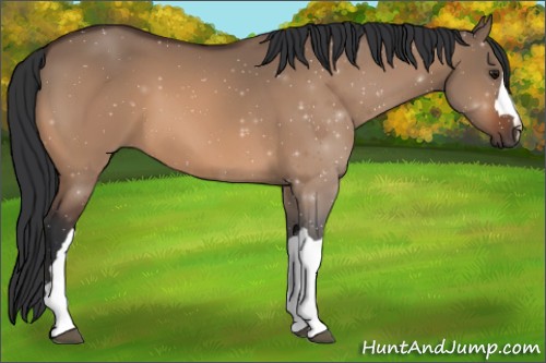 Horse Color:Bay Dun 
