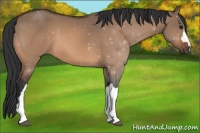 Horse Color:Bay Dun