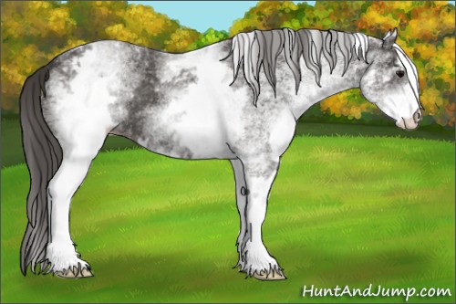 Horse Color:White Spotted Smoky Black