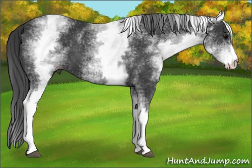 Horse Color:White Spotted Black Sabino 