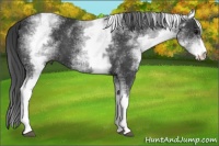Horse Color:White Spotted Black Sabino