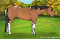 Horse Color:Bay Sabino Tobiano 