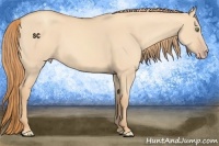 Horse Color:Gold Champagne Dun 