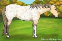 Horse Color:Buckskin Tobiano Appaloosa 