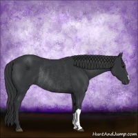 Horse Color:Black Rabicano