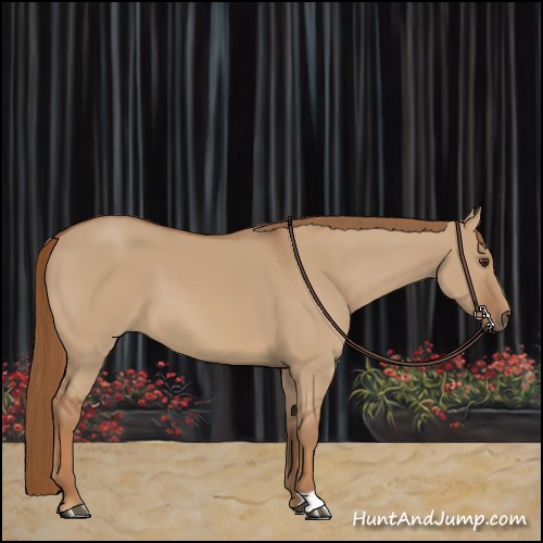 Horse Color:Red Dun 
