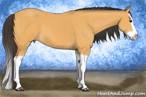 Horse Color:Buckskin Splash 