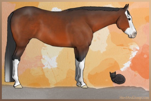 Horse Color:Bay Splash