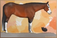 Horse Color:Bay Splash 
