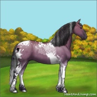 Horse Color:Grullo Tobiano 