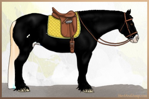 Horse Color:White Spotted Buckskin Roan Dun Appaloosa 