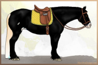 Horse Color:White Spotted Buckskin Roan Dun Appaloosa