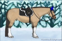 Horse Color:Buckskin Dun 