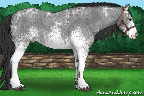 Horse Color:White Spotted Blue Ice Roan 