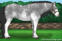 Horse Color:White Spotted Blue Ice Roan