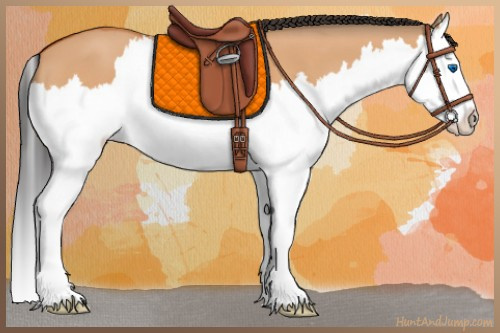 Horse Color:Bay Dun Splash 