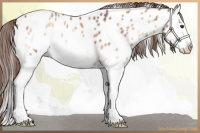 Horse Color:Red Onyx Ice Splash Appaloosa 