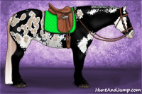Horse Color:Bay Dun Splash Tobiano Appaloosa
