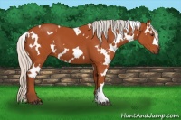Horse Color:White Spotted Silver Bay 