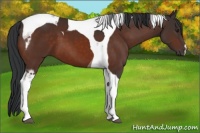 Horse Color:Brown Tobiano