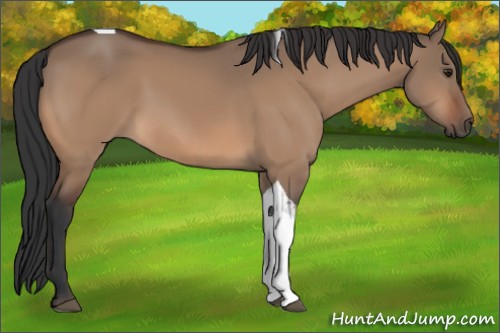 Horse Color:Brown Dun Tobiano 