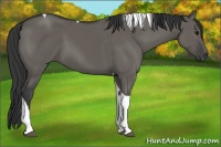 Horse Color:Grullo Tobiano 