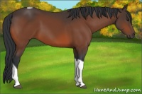 Horse Color:Bay Tobiano 