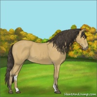 Horse Color:Buckskin 