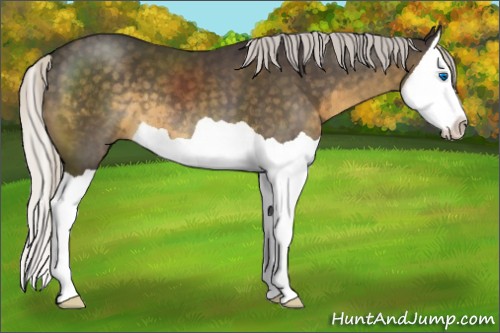 Horse Color:Silver Smoky Black Splash