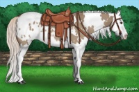 Horse Color:White Spotted Red Dun Splash Appaloosa 